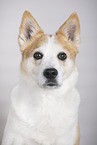 Mongrel dog