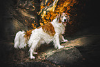 Mongrel dog