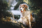 Mongrel dog