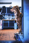 Mongrel dog