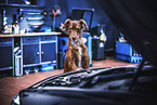 Mongrel dog