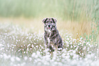 Mongrel dog