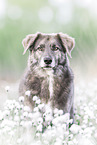 Mongrel dog
