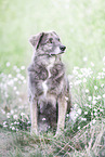Mongrel dog
