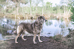 Mongrel dog