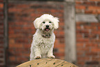 Mongrel