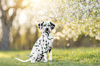 young Dalmatian
