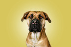 Mongrel dog