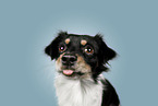 Mongrel dog