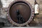 Mongrel dog