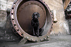 Mongrel dog