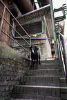 Mongrel dog