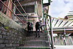 Mongrel dog