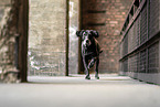 Mongrel dog