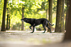 Mongrel dog