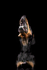 Mongrel dog