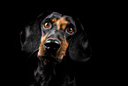Mongrel dog