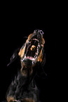 Mongrel dog