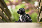 Mongrel dog