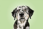 Mongrel dog