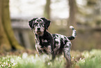 Mongrel dog