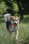 Mongrel dog