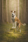 Mongrel