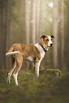 Mongrel
