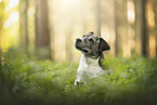 Mongrel dog