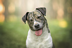 Mongrel dog