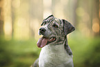 Mongrel dog