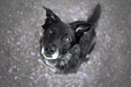 Mongrel dog