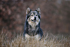 Mongrel