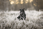 Mongrel dog