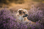 Mongrel dog