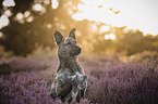 Mongrel dog