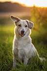 Mongrel dog