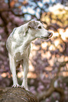 Mongrel dog