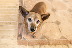 Mongrel dog