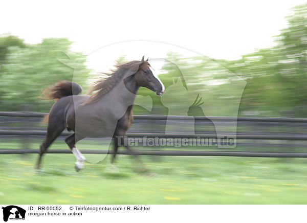 Morgan Horse Hengst in Bewegung / morgan horse in action / RR-00052