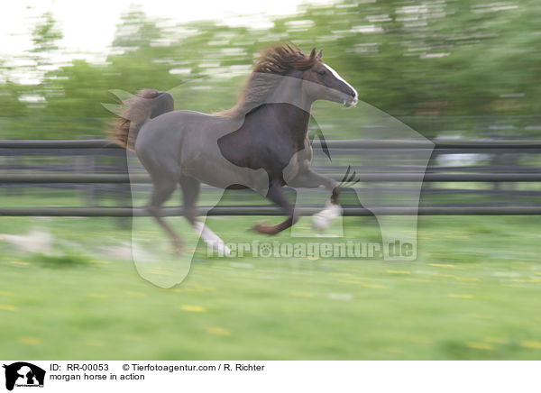 morgan horse in action / RR-00053