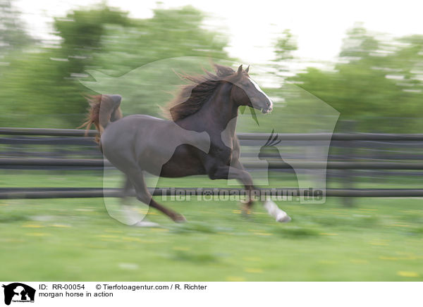 Morgan Horse Hengst in Bewegung / morgan horse in action / RR-00054