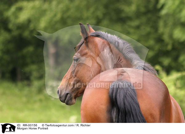 Morgan Horse Portrait / Morgan Horse Portrait / RR-00156