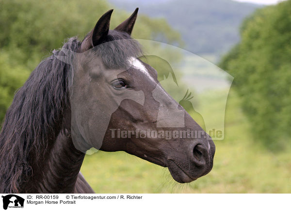 Morgan Horse Portrait / Morgan Horse Portrait / RR-00159