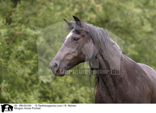 Morgan Horse Portrait / Morgan Horse Portrait / RR-00160