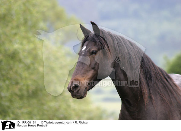 Morgan Horse Portrait / Morgan Horse Portrait / RR-00161