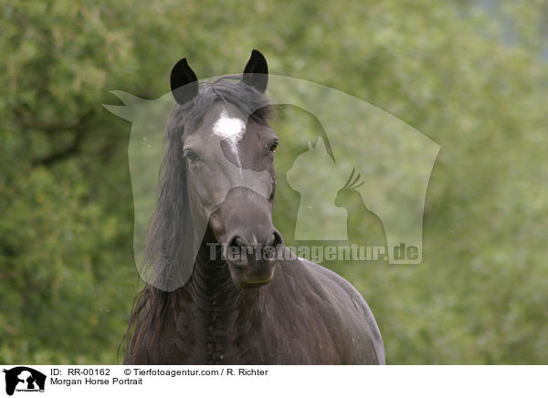 Morgan Horse Portrait / Morgan Horse Portrait / RR-00162