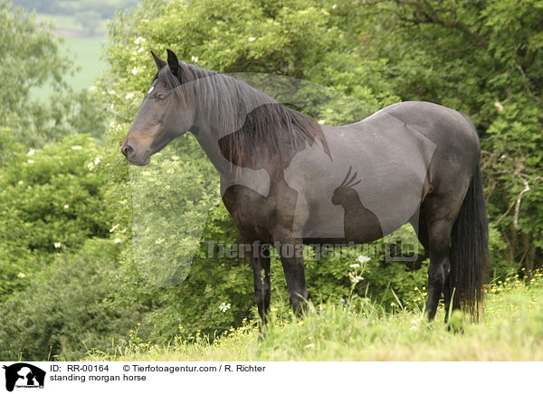 stehendes Morgan Horse / standing morgan horse / RR-00164
