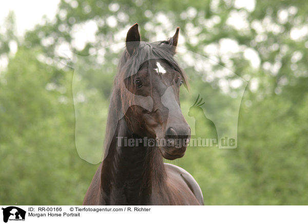 Morgan Horse Portrait / RR-00166