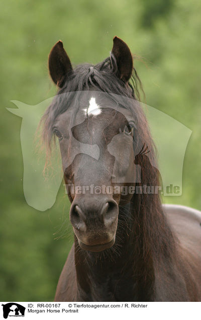 Morgan Horse Portrait / RR-00167